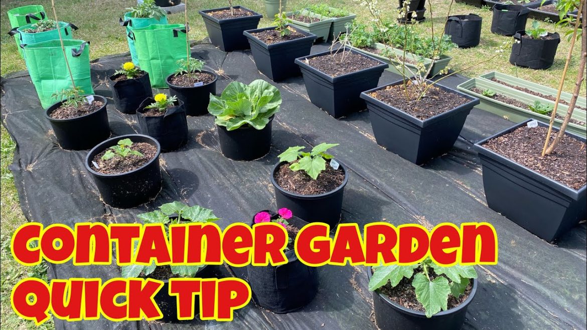 Container Garden Quick Tip