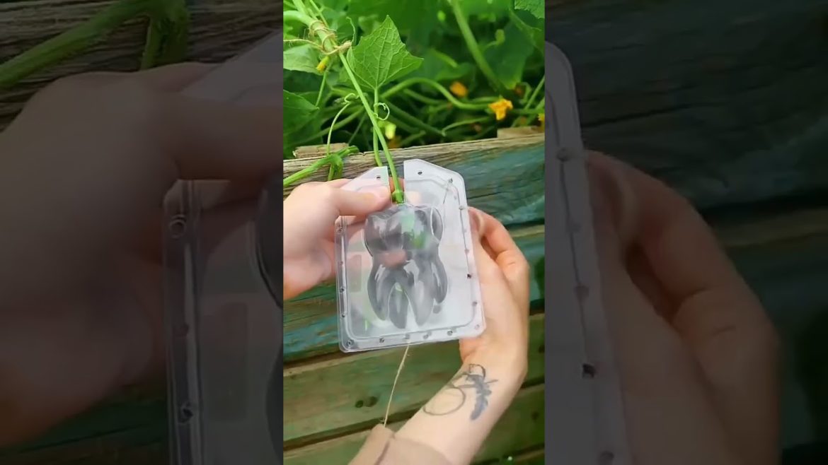 Make a unique shape for your vegetable #shorts #garden #vegetables