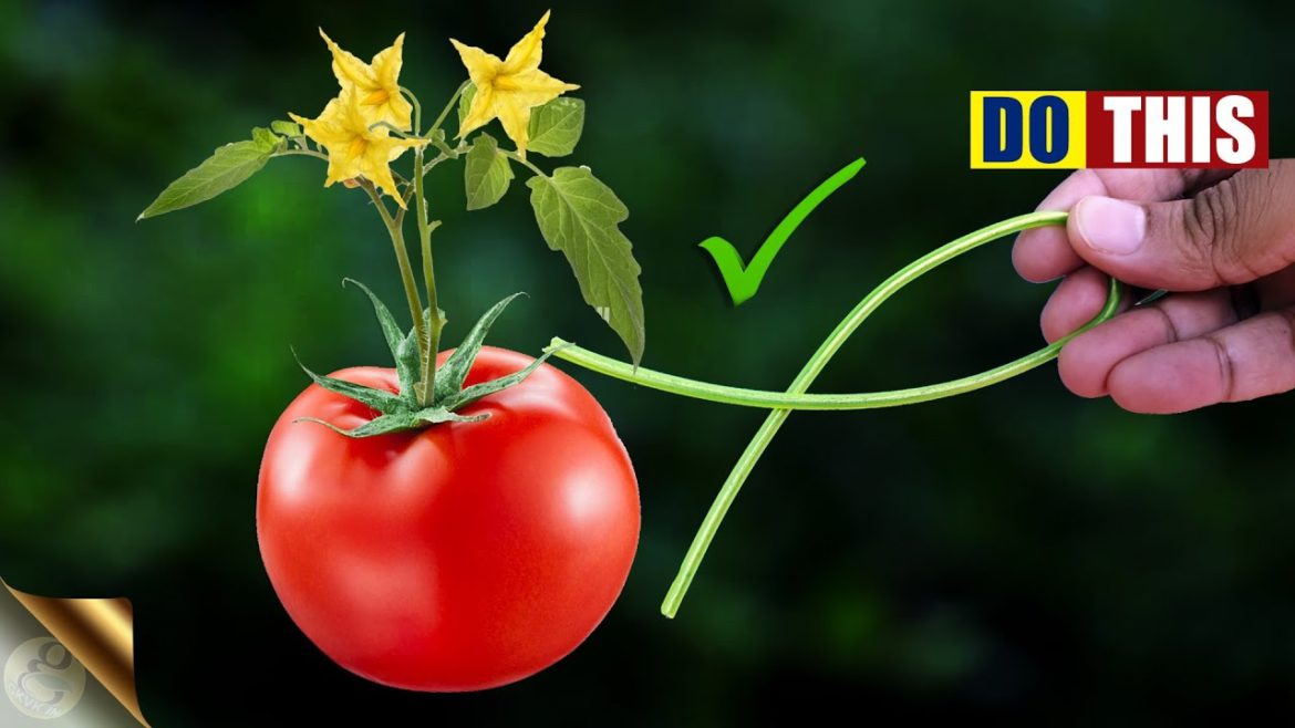 5 BEST GARDEN HACKS TO SUPPORT TOMATO PLANTS 🍅 | DIY TOMATO TRELLIS AND CAGES