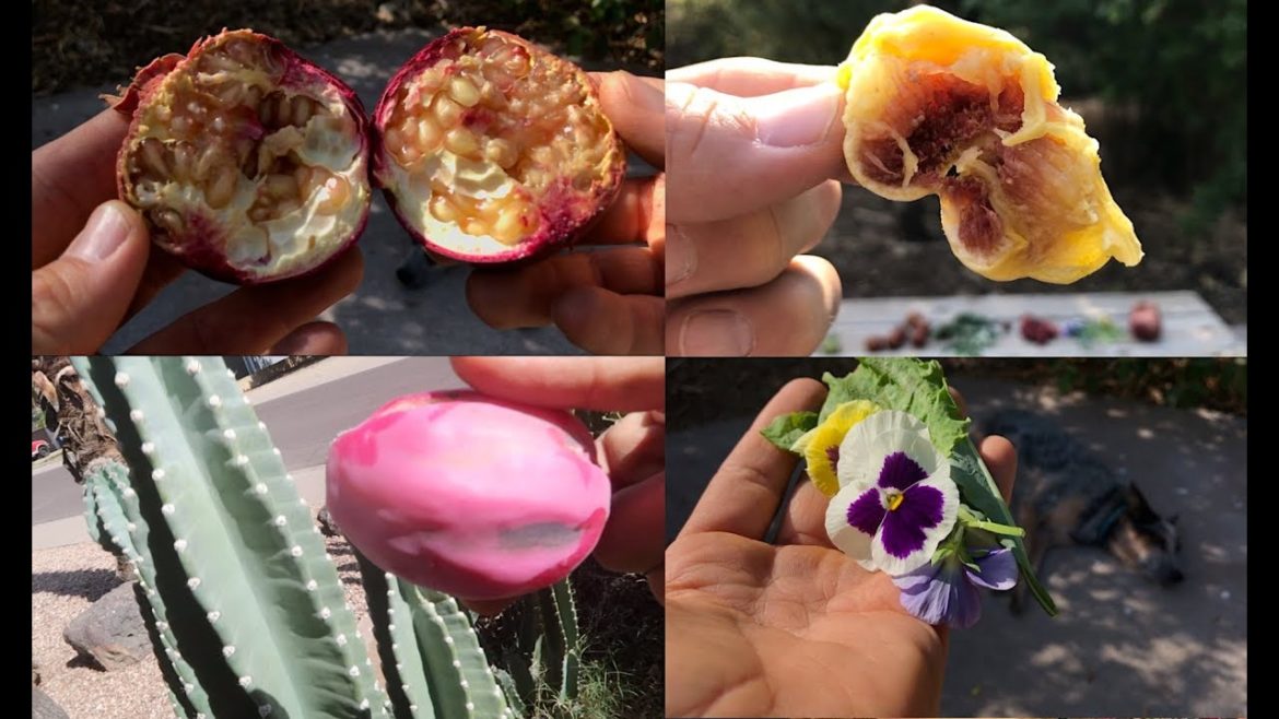 Backyard Garden Tour – What I Ate Today From My Edible Yard! Backyard Garden Tour - What I Ate Today From My Edible Yard!