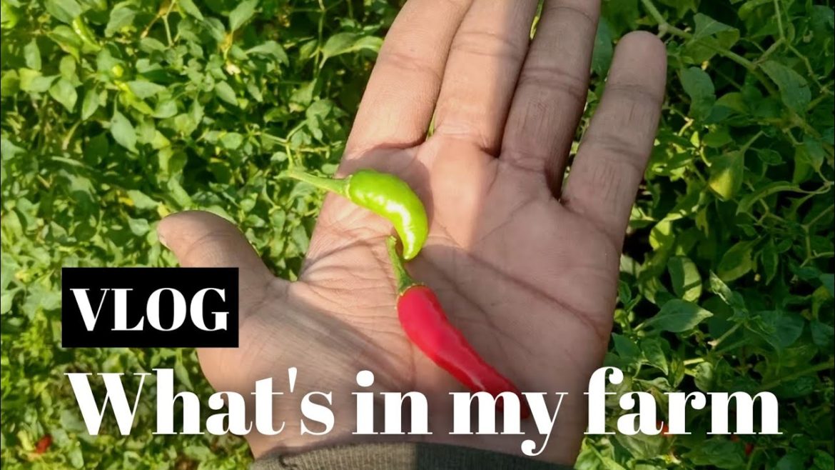 What's in my organic farm || vegetables in my garden in winter...