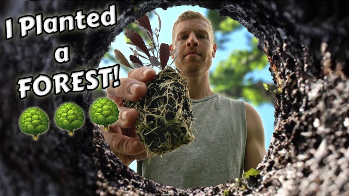 Planting a Forest in a Day - 300k Subscriber Special