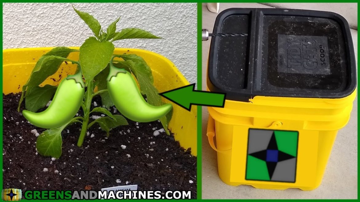 Growing Peppers in 5 Gallon Buckets | Container Gardening Growing Peppers in 5 Gallon Buckets | Container Gardening