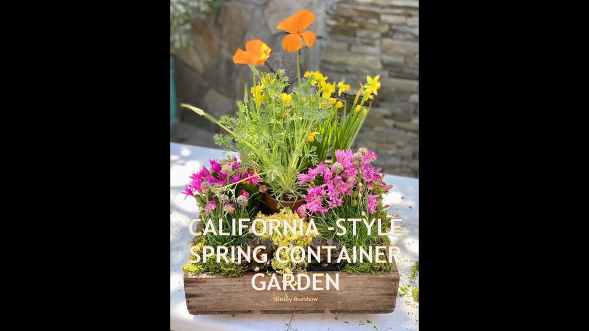 SPRING CONTAINER GARDEN with California Spring Blooming 🪴 Plants -Unique! Shirley Bovshow SPRING CONTAINER GARDEN with California Spring Blooming 🪴 Plants -Unique! Shirley Bovshow