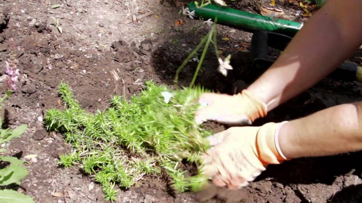 Garden Tips : How to Transplant Phlox Flowers Garden Tips : How to Transplant Phlox Flowers
