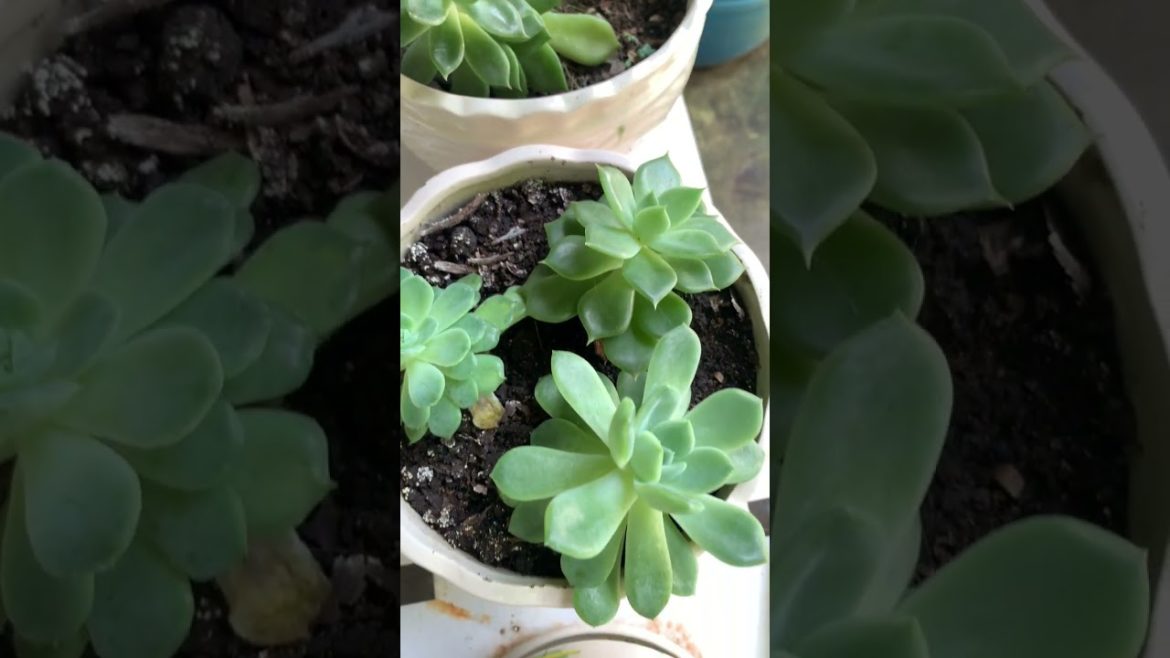 Relaxing with Green Plants Garden Tour | Ep 181 #shorts