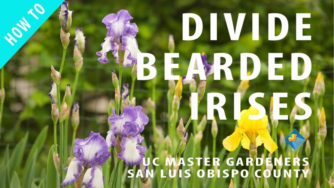 How to Divide Bearded Irises