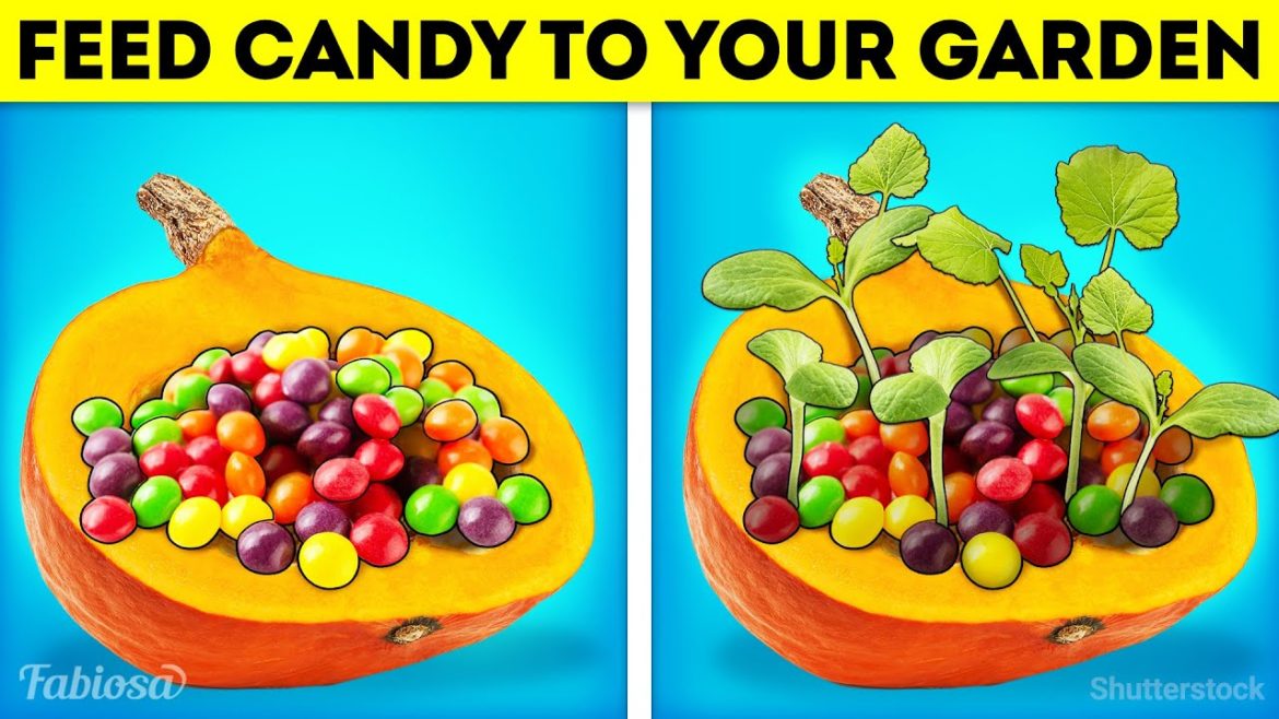Crazy gardening! Feed garden with sweets and watch it grow