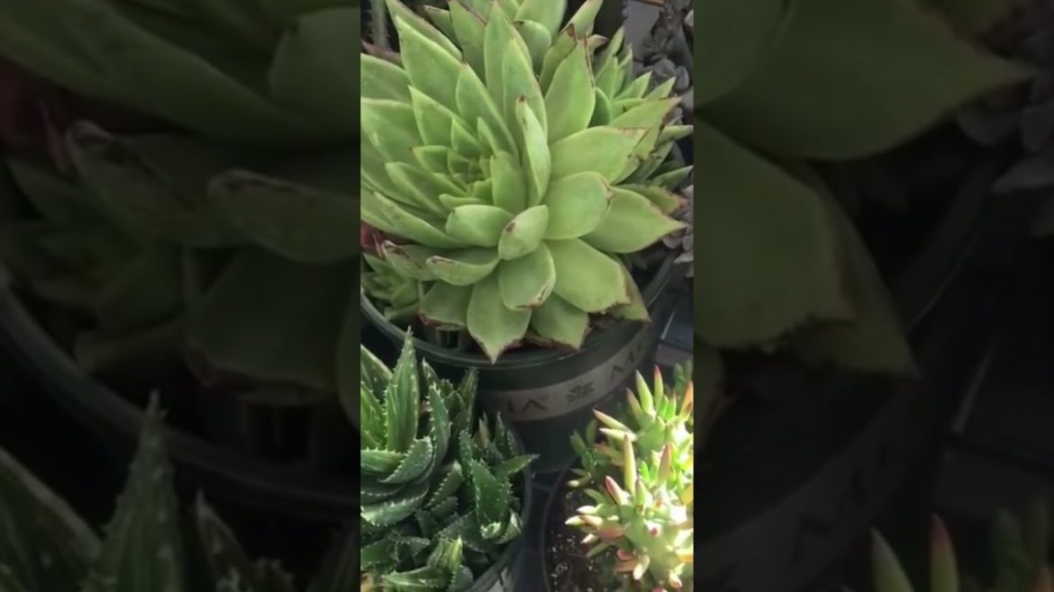 Succulent side-hustles you need to know #succulent #gardening #sidehustle Succulent side-hustles you need to know #succulent #gardening #sidehustle