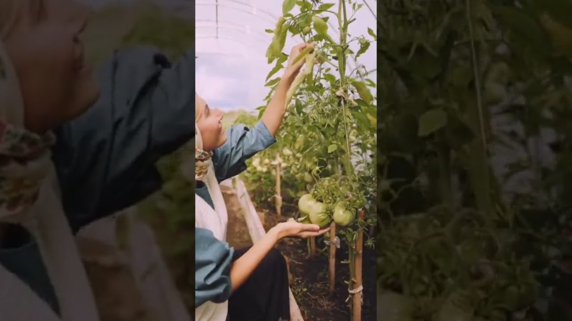 women harvesting tomato🍅 farm || gardening #shorts
