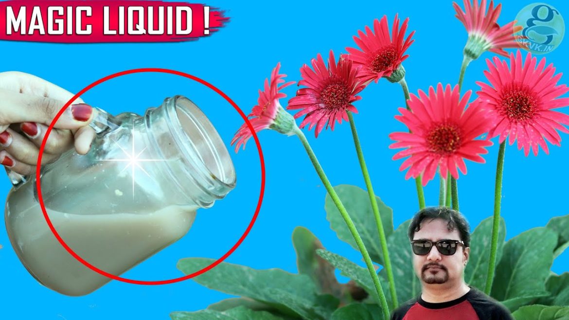 SECRET LIQUID FERTILIZER | See What Happens When You Use This Organic Fertilizer SECRET LIQUID FERTILIZER | See What Happens When You Use This Organic Fertilizer