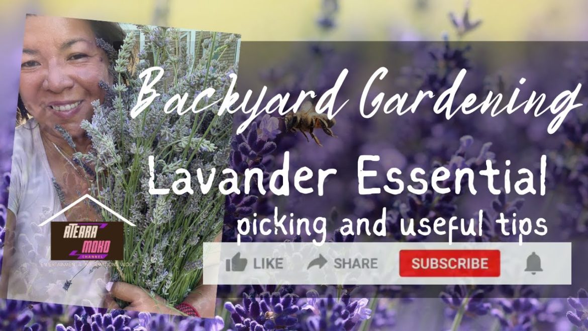 Lavander harvesting and essential tips! #backyardgardening #lavander #gardeningtips,#pinayingermany Lavander harvesting and essential tips! #backyardgardening #lavander #gardeningtips,#pinayingermany