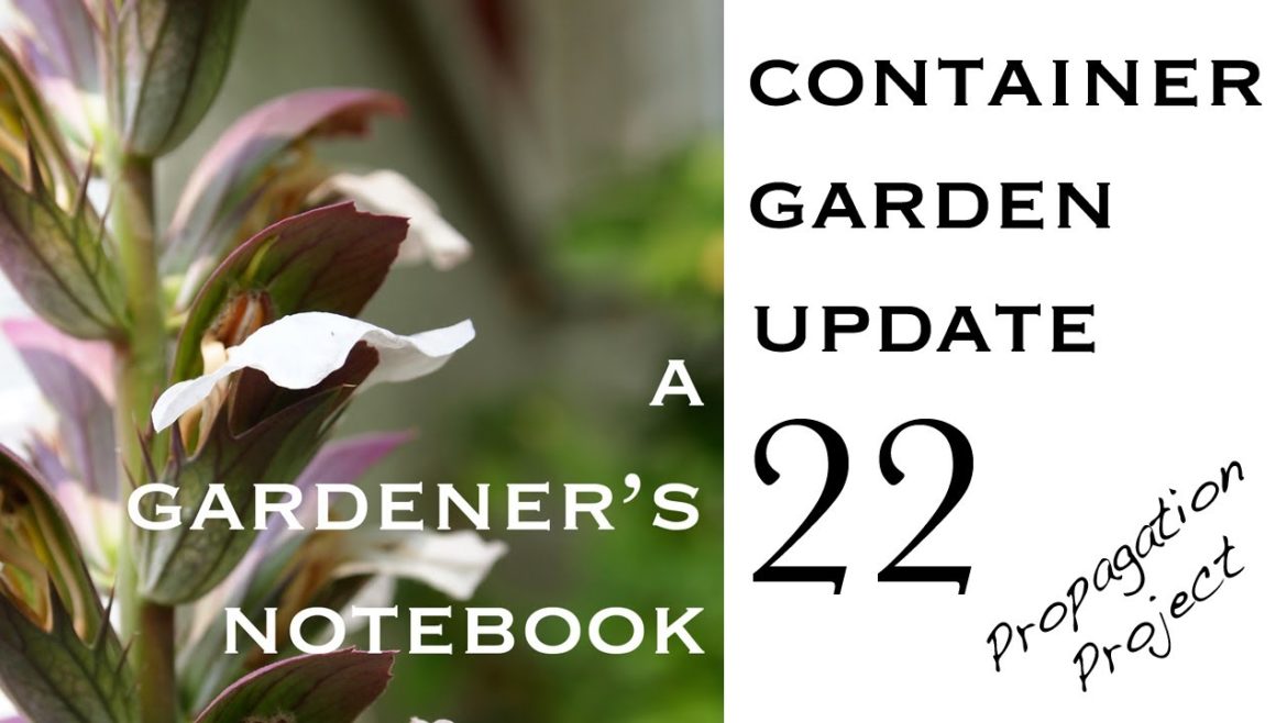 Container Garden Update 22 - Propagation Project Begins - Rosemary
