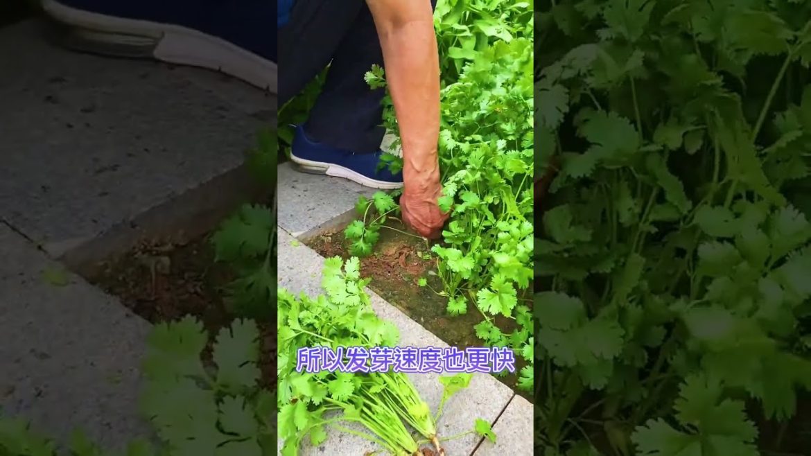 October Tips for garden at home with me October Tips for garden at home with me