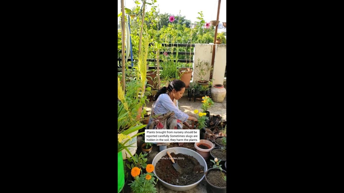Tip For Nursery Plant Care|नर्सरी से लाए हुए पोधो के लिए टिप| #ashasgardenstory#shorts Tip For Nursery Plant Care|नर्सरी से लाए हुए पोधो के लिए टिप| #ashasgardenstory#shorts