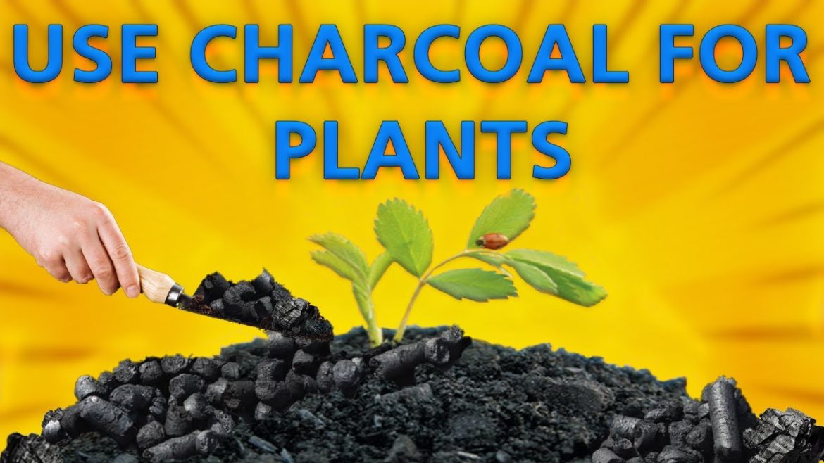 CHARCOAL hacks in GARDENING |Surprising CHARCOAL benefits for plant|How to use CHARCOAL in GARDENING CHARCOAL hacks in GARDENING |Surprising CHARCOAL benefits for plant|How to use CHARCOAL in GARDENING