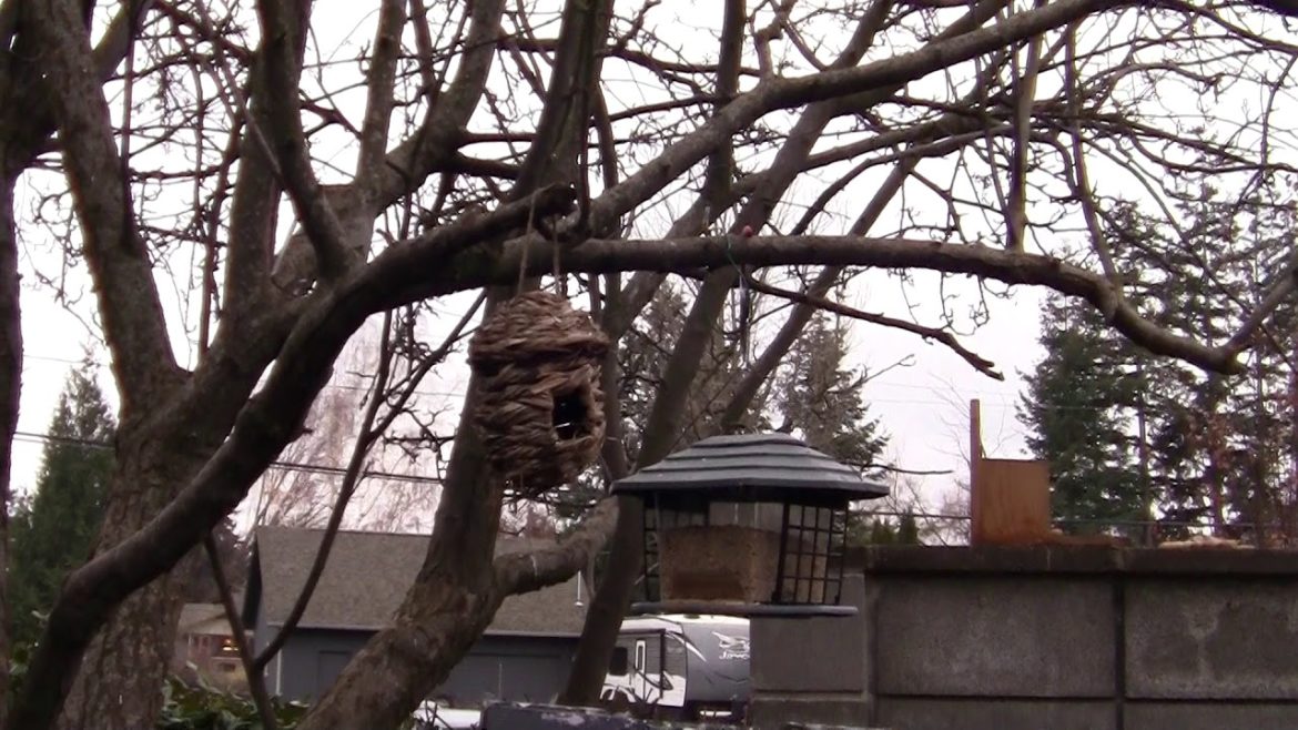 My Bird Watching Sanctuary in my own Personally , Japanese Garden.