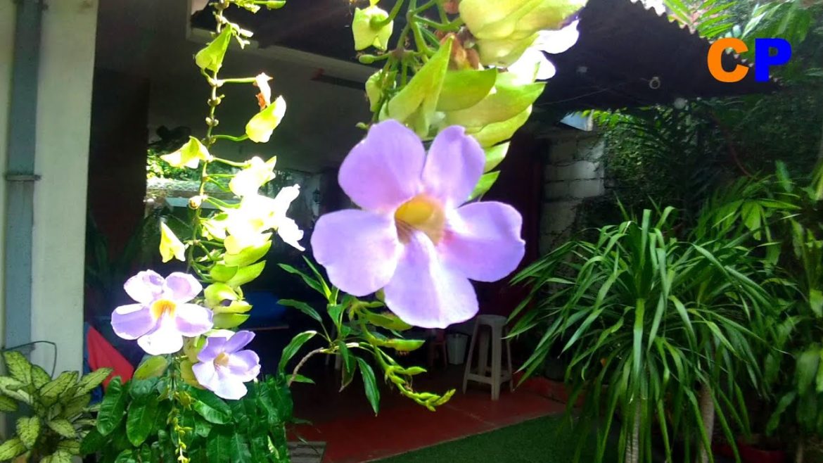 OLD HOUSE GARDEN/MY SECOND HOME