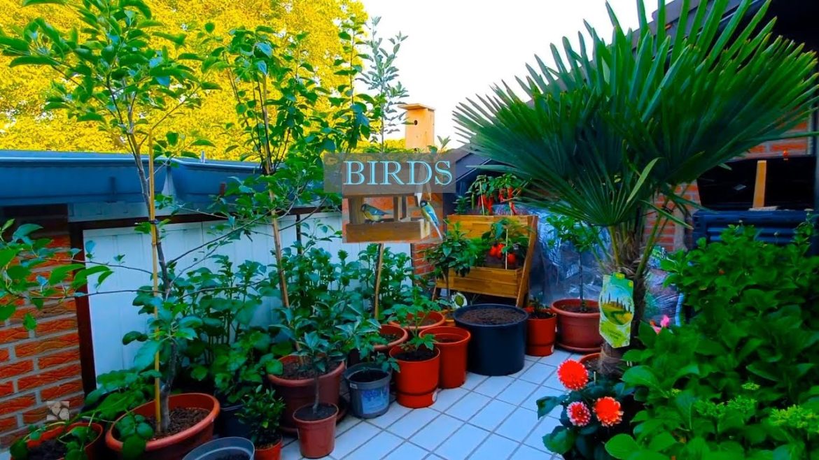 Balcony Garden / Birds / Great Tits / Countryside / Pinay in Germany - Pjmommy