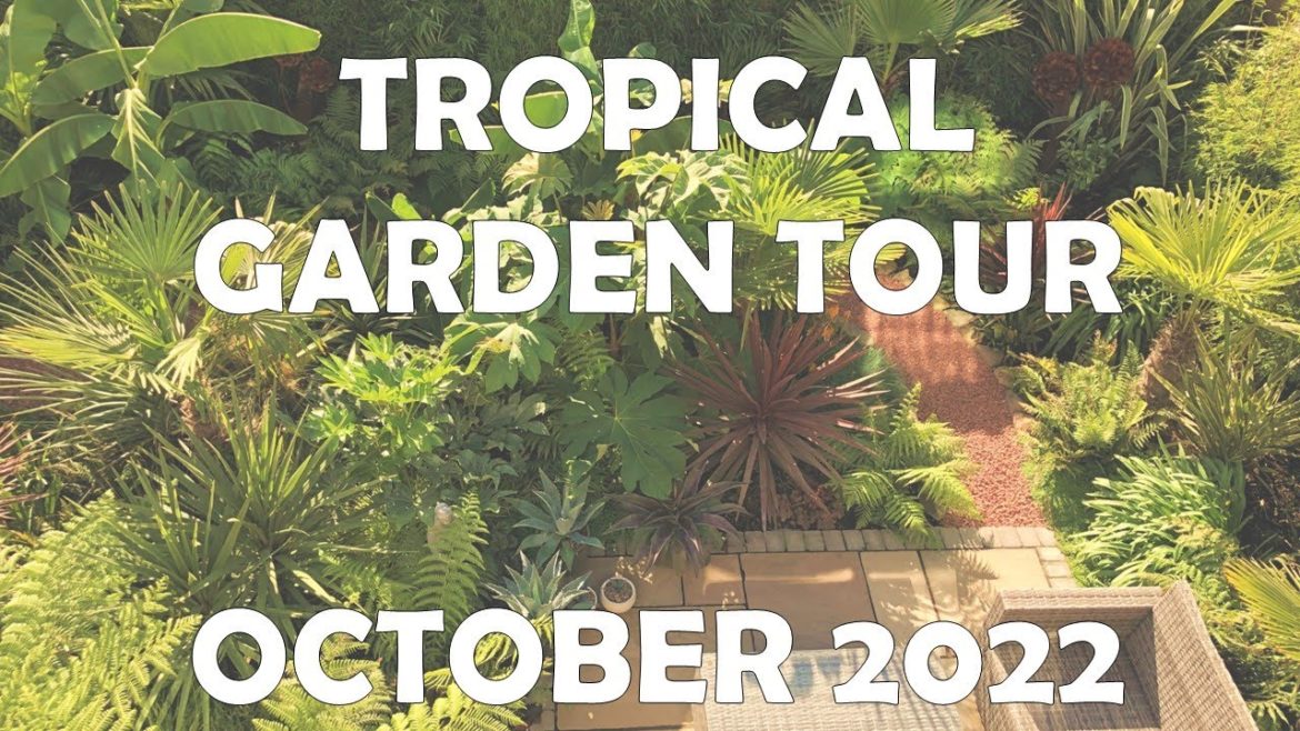 October tour of my UK tropical style garden ๐ด๐ด๐ด October tour of my UK tropical style garden ๐ด๐ด๐ด