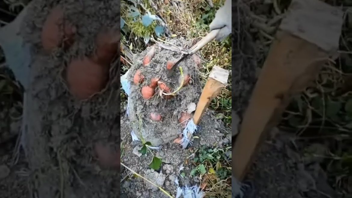Tips for growing sweet potatoes in soil bags #harvest #agriculture #shorts #gardener #fruit #funny