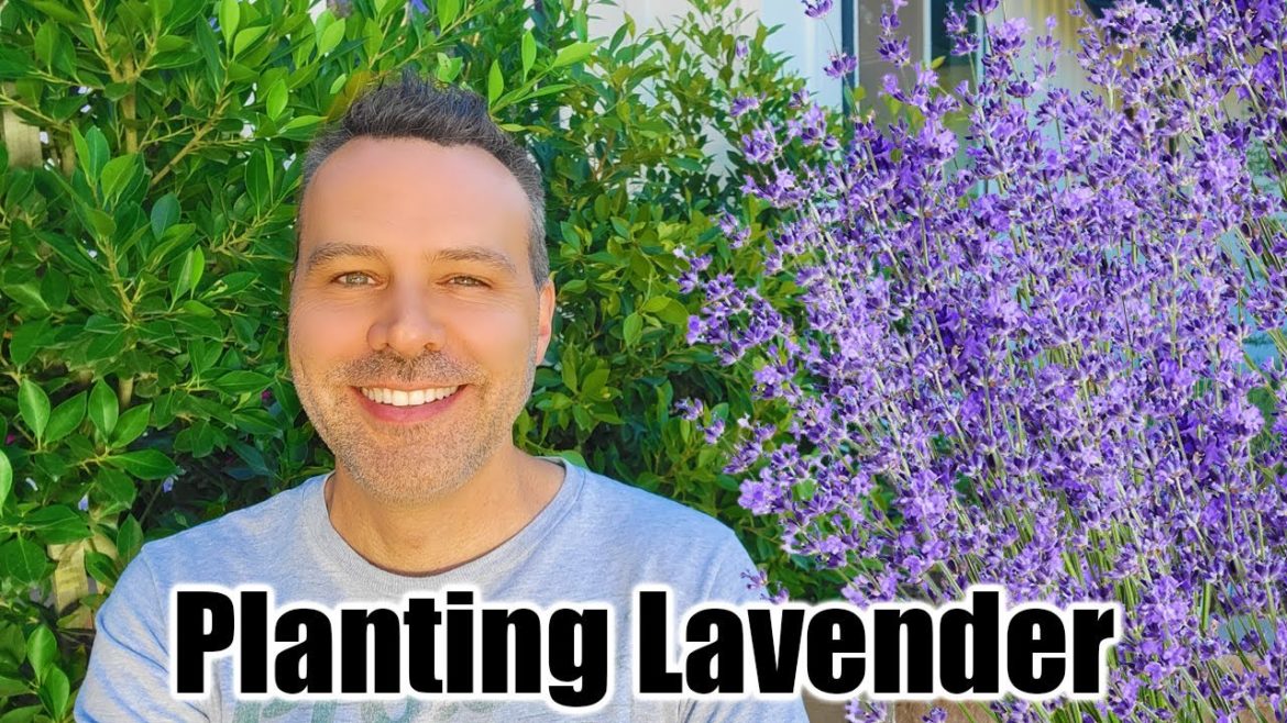 Planting Lavender and Tidying Up the Mediterranean Herb Garden