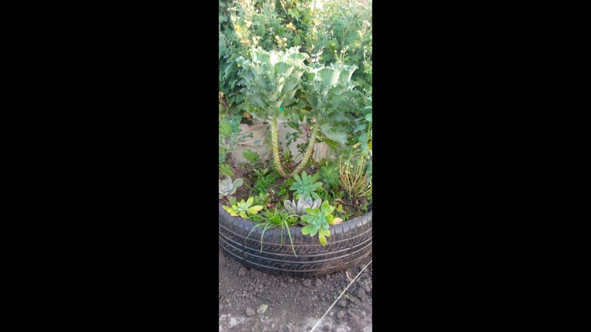 Gardening ideas for home #bonsai