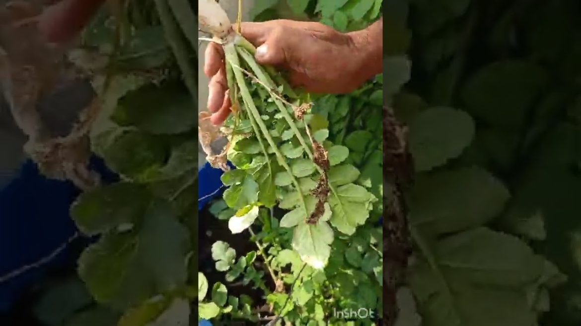 Raddish harvest /raddish harvest first time ever from my terrace garden/organic vegetables