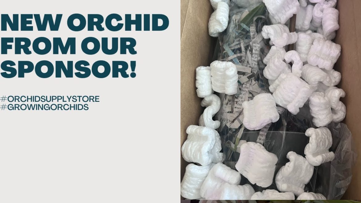 We've Got a New Orchid from Our Sponsor! What new orchid did our sponsor send? #shorts #shortsvideo We've Got a New Orchid from Our Sponsor! What new orchid did our sponsor send? #shorts #shortsvideo
