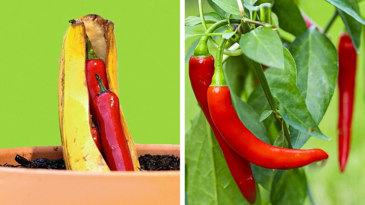 Super Inventive Gardening Hacks That'll Surprise You 🌿🌶