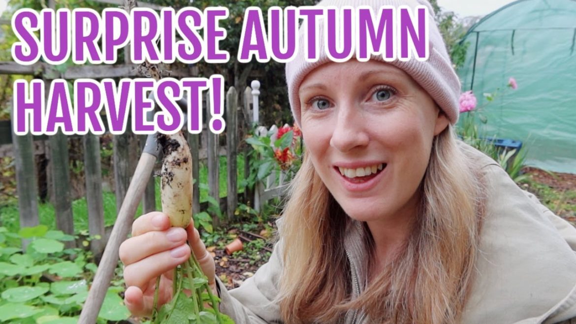 AUTUMN ALLOTMENT GARDEN HARVEST! / OCTOBER 2022 / EMMA'S ALLOTMENT DIARIES AUTUMN ALLOTMENT GARDEN HARVEST! / OCTOBER 2022 / EMMA'S ALLOTMENT DIARIES