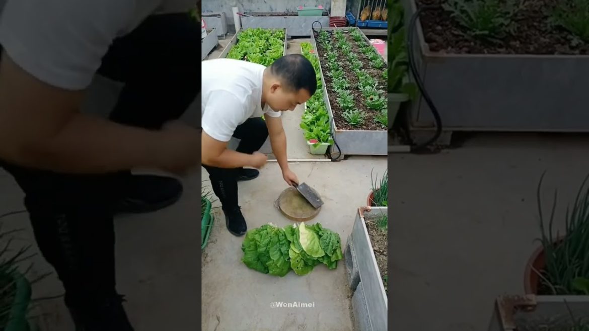 Beautiful Nature with Rural Life #shorts #naturalife #rurallife