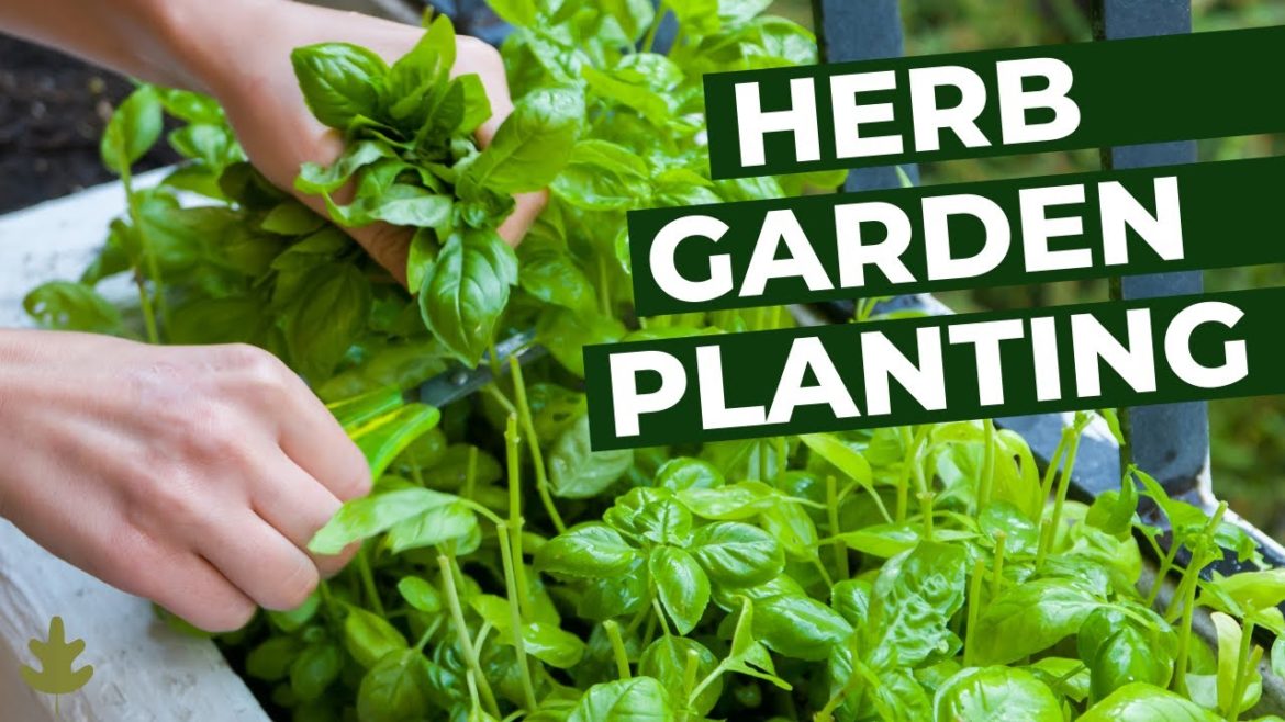 Herb Garden 🪴 Planting Tips For Beginners Herb Garden 🪴 Planting Tips For Beginners