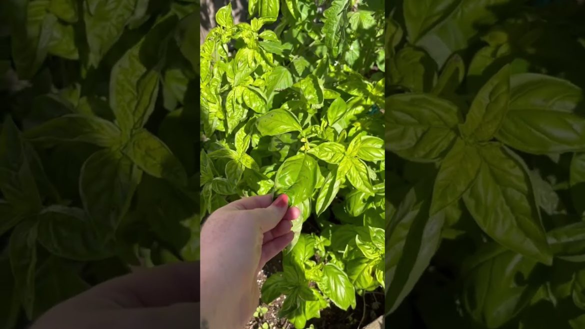 It's CORN 🌽 #gardening #shorts #shortvideo