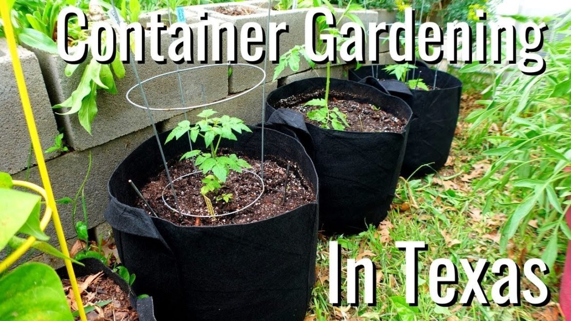 How to Grow Tomatoes in Containers in Texas/Container Gardening How to Grow Tomatoes in Containers in Texas/Container Gardening