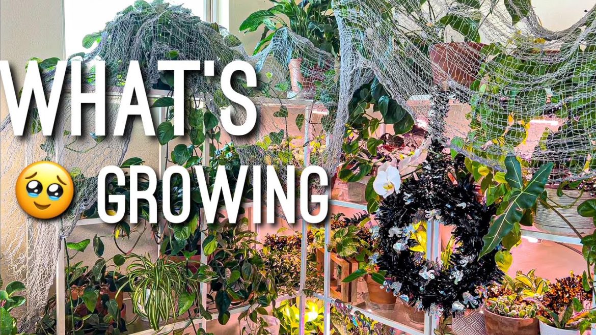 What’s growing in the Plant Room?!🪴 Houseplant Updates ✨