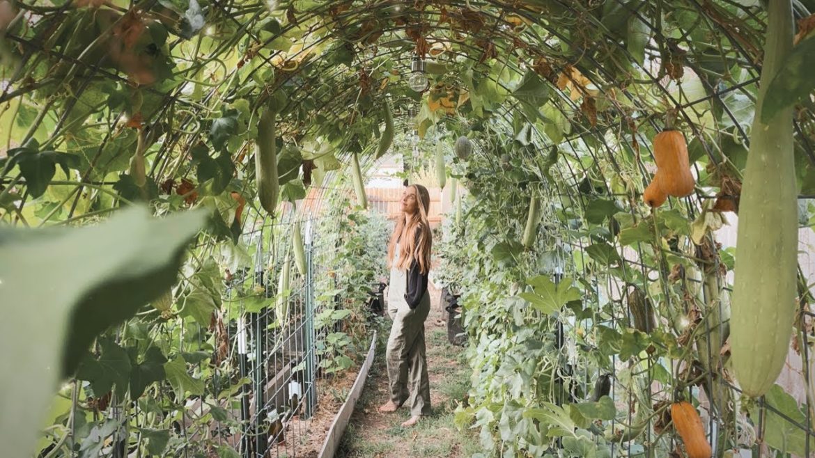 September 2022 Backyard Garden Tour π§‘ Kansas Zone 6b September 2022 Backyard Garden Tour π§‘ Kansas Zone 6b