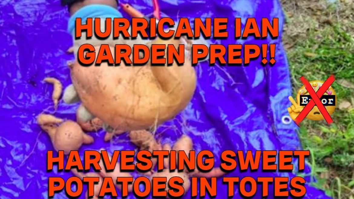 HARVESTING SWEET POTATOES 🥔 IN TOTES BEFORE HURRICANE IAN 🌀