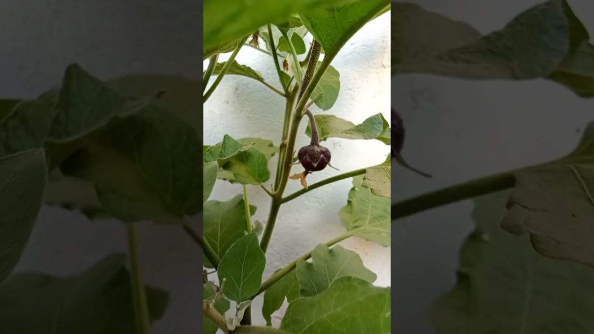 my brinjal plant #shorts