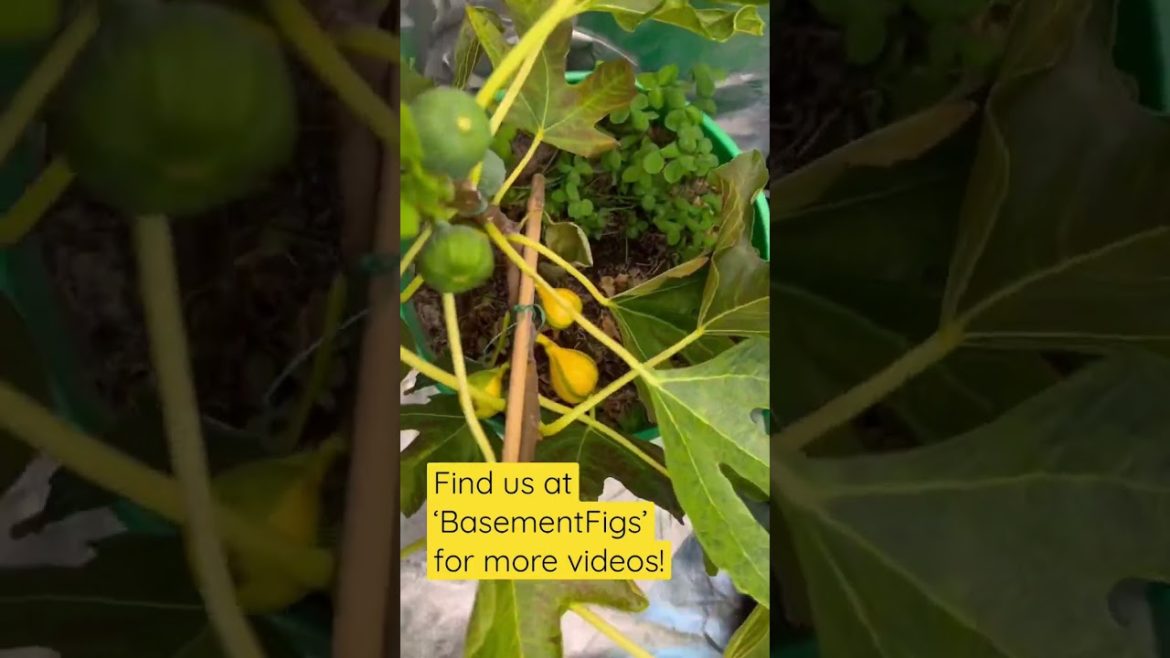 BasementFigs: Grow Tent Update (10.22.23) #figs #gardening #growtent