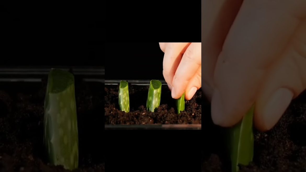 Gardening tips for ALOVERA, beauty hack| #short #viral #lifehacks #gardening