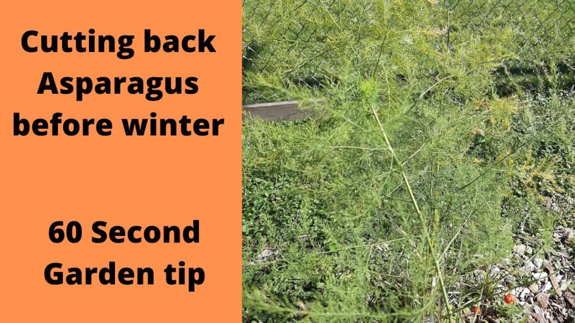 Cutting back Asparagus before winter – 60 second garden tip Cutting back Asparagus before winter - 60 second garden tip