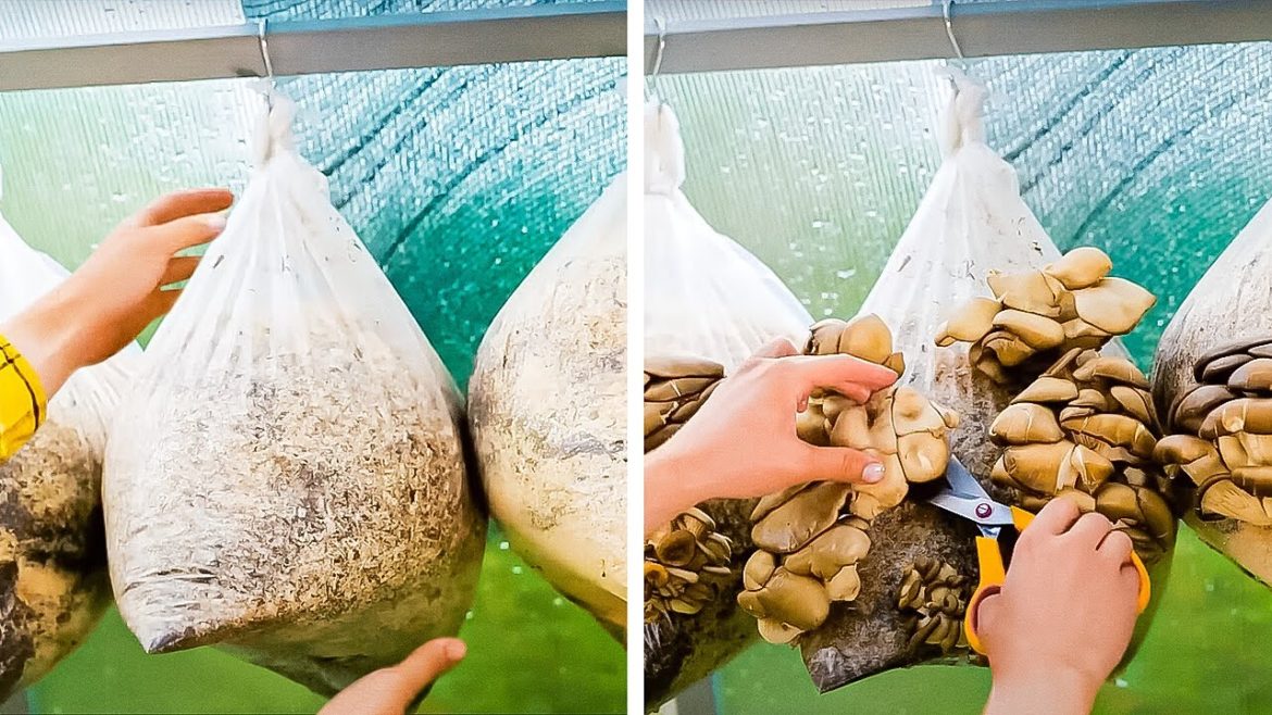 How To Grow Mushroom 🍄 Viral Gardening Hacks You Need To Know