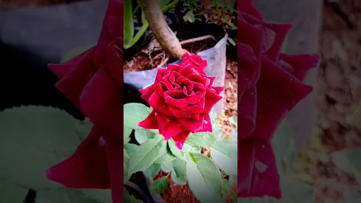 Beautiful rose flower blooms in morning #shorts