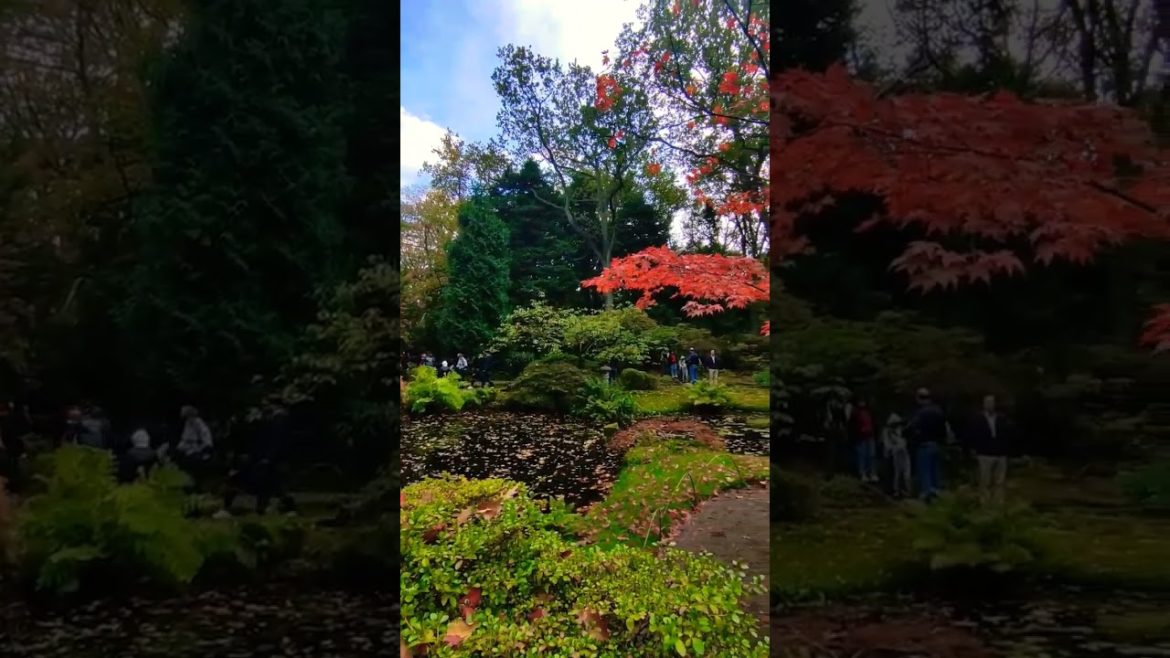 Japanese garden, Den Haag the Netherlands.