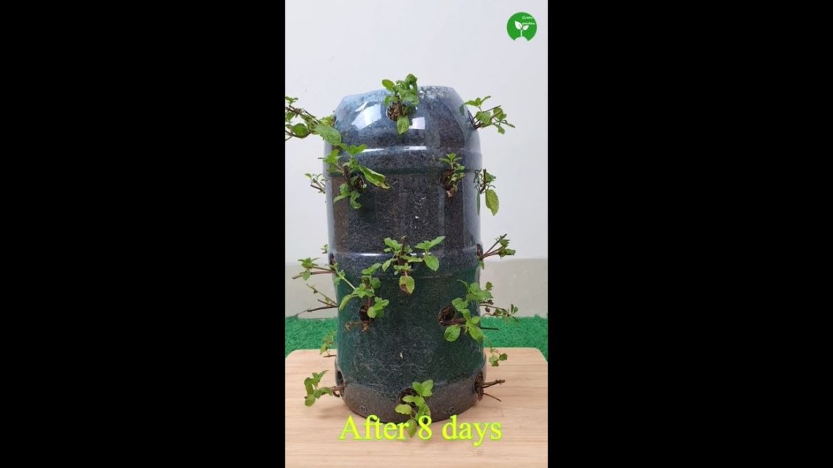 Recycling Plastic Bottle to Grow Mint at Home #shorts #garden #trending