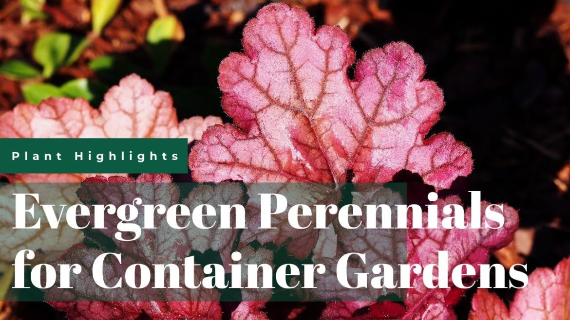 Evergreen Perennials for Cool Season Container Gardens