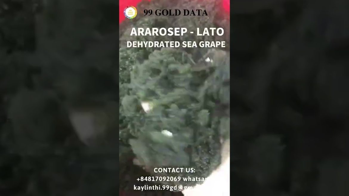 Grape seaweed packaged according to private label High quality Dried Caulerpa Lentillifera #shorts Grape seaweed packaged according to private label High quality Dried Caulerpa Lentillifera #shorts