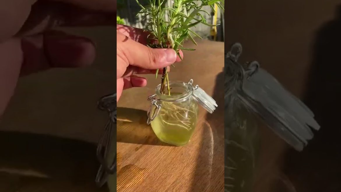 #shorts #garden #gardening #gardentour #gardener #gardens #harvest #harvesting #organic #planting #shorts #garden #gardening #gardentour #gardener #gardens #harvest #harvesting #organic #planting