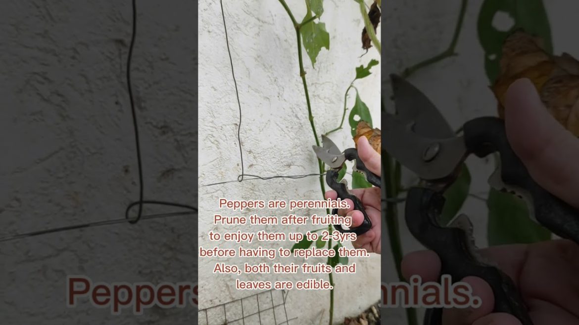 Peppers Are Perennials